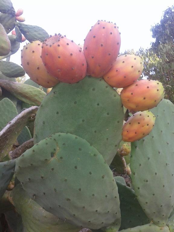 Agroturismo Matxani Gran Farm stay Sant Climent