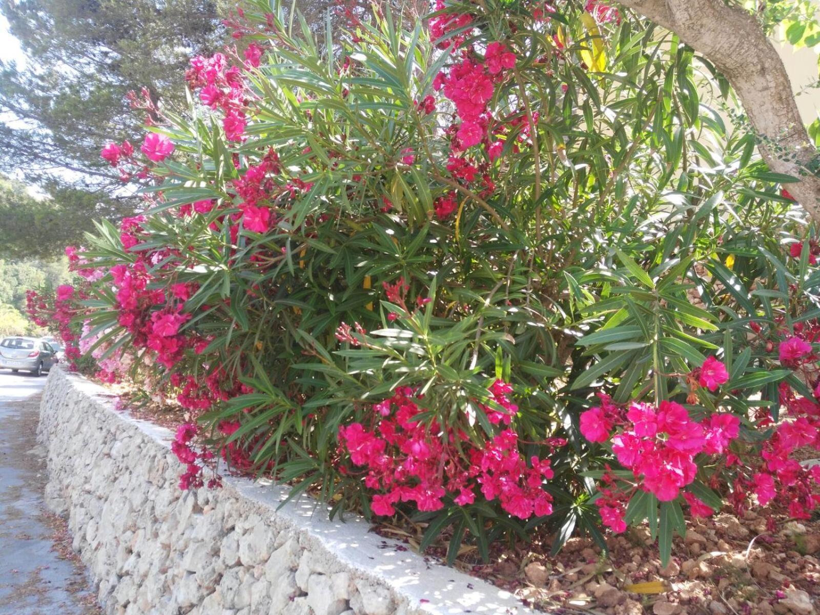 Apartamento Cala Galdana Cala Galdana (Menorca)