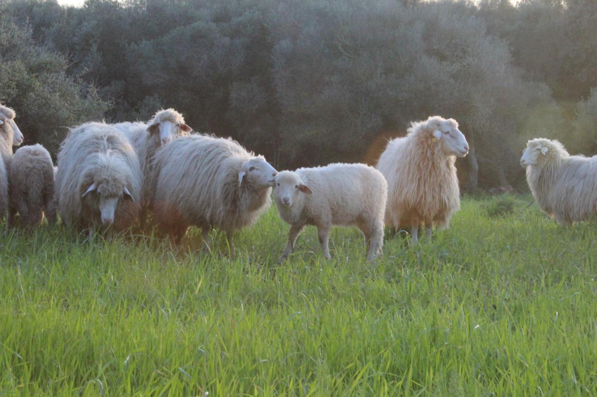 Farm stay Santa Mariana *