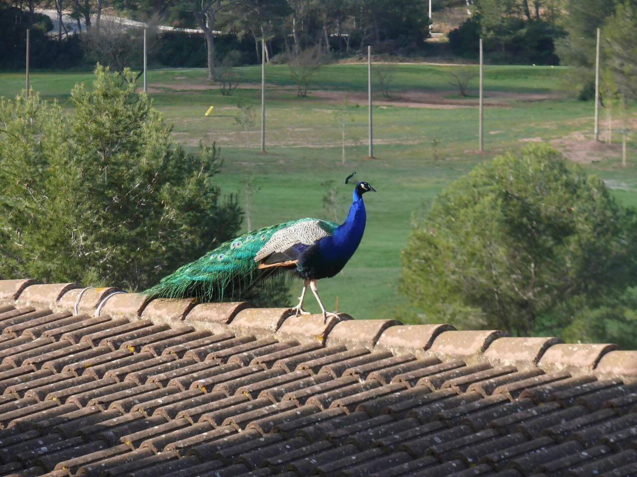 La Calma De Atardecer Menorca Apartamento Son Parc