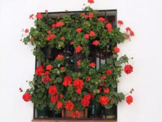 El Gecko Hotel 2*
