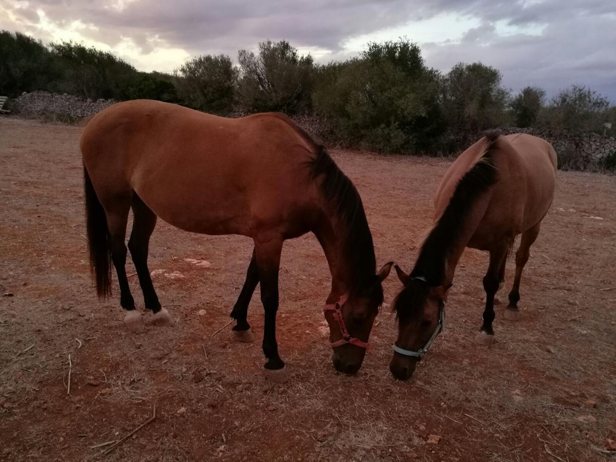 Agroturismo Matxani Gran Sant Climent