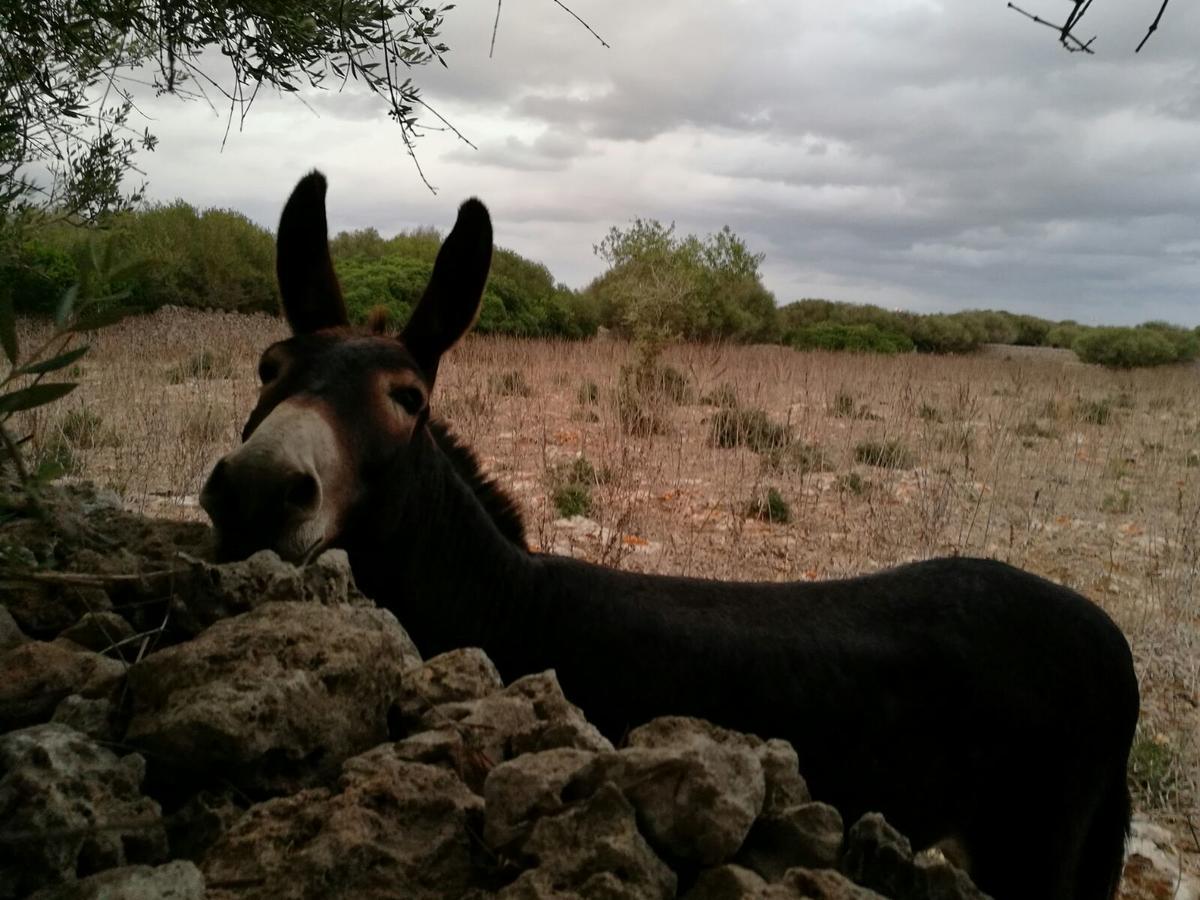 Agroturismo Matxani Gran *
