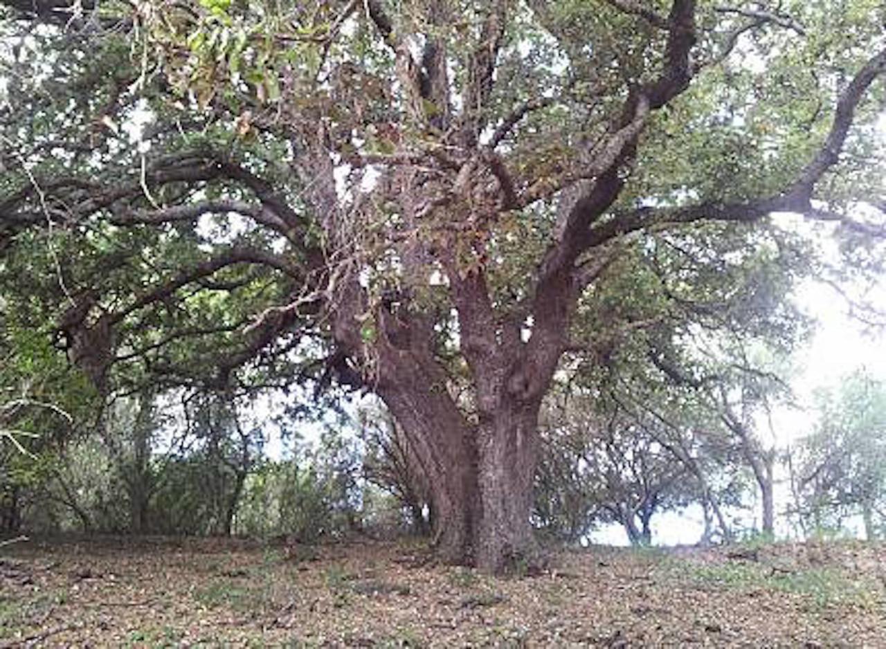 Finca Son Servera Menorca Es Mercadal