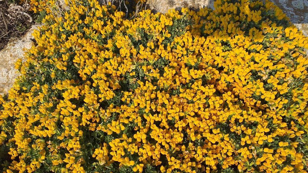 Desi * Cala'N Blanes (Menorca)