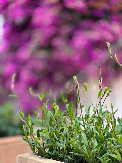 Didi House - Charming In Downtown Mahon *