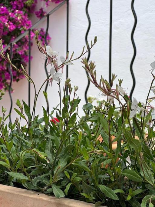 Didi House - Charming In Downtown Mahon * Maó (Mahón)