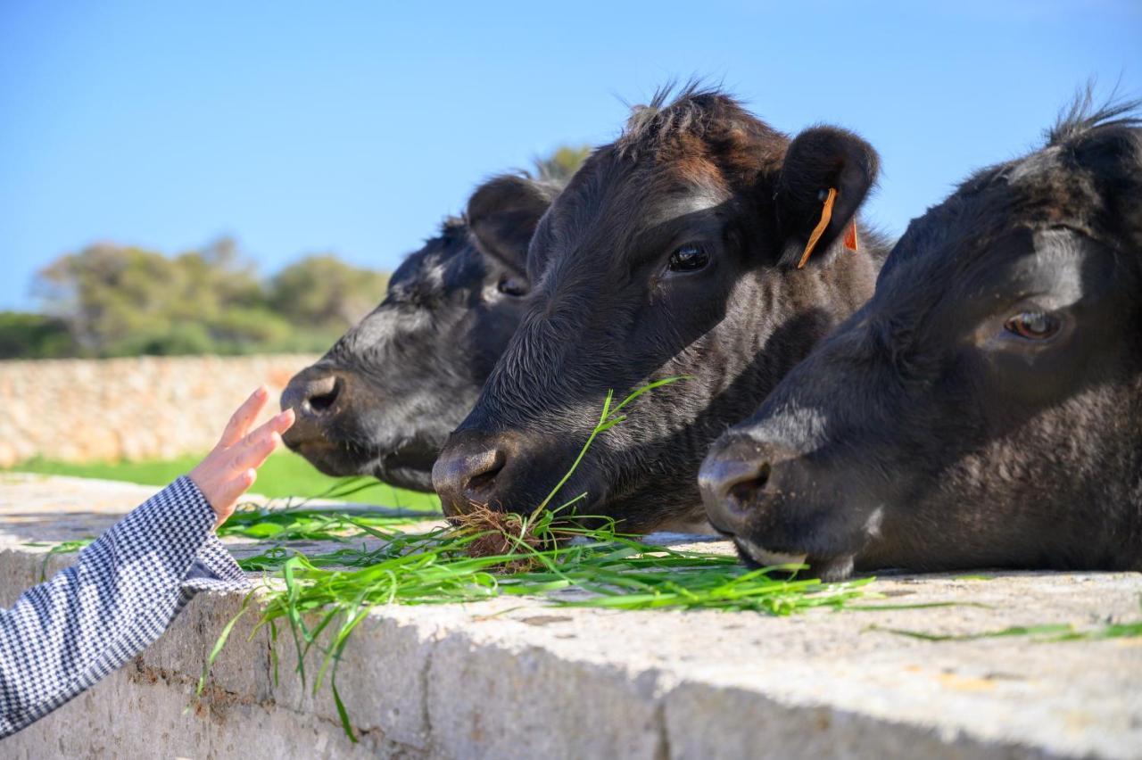Llucmacanes Gran Agroturismo