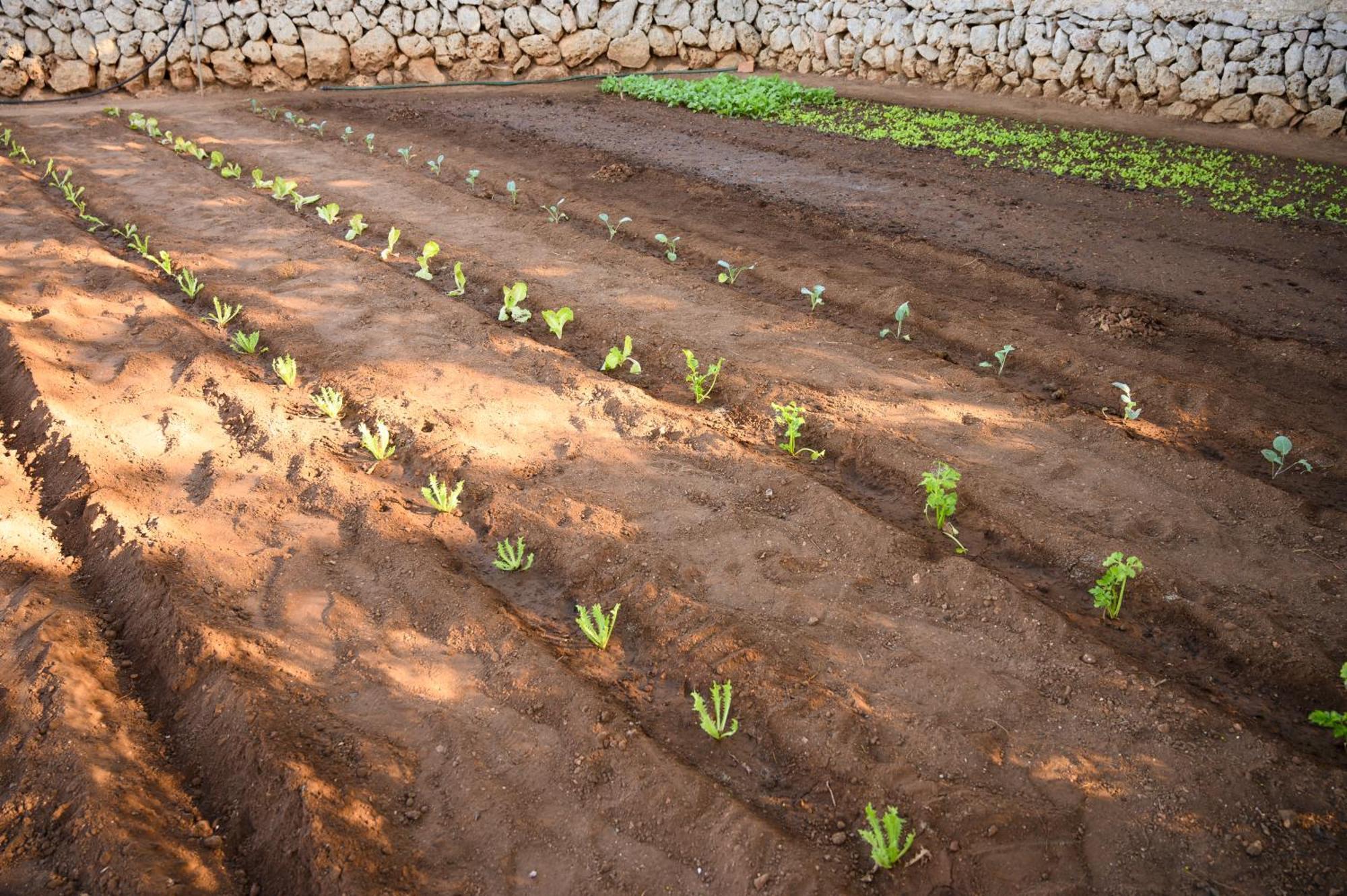 Llucmacanes Gran Agroturismo