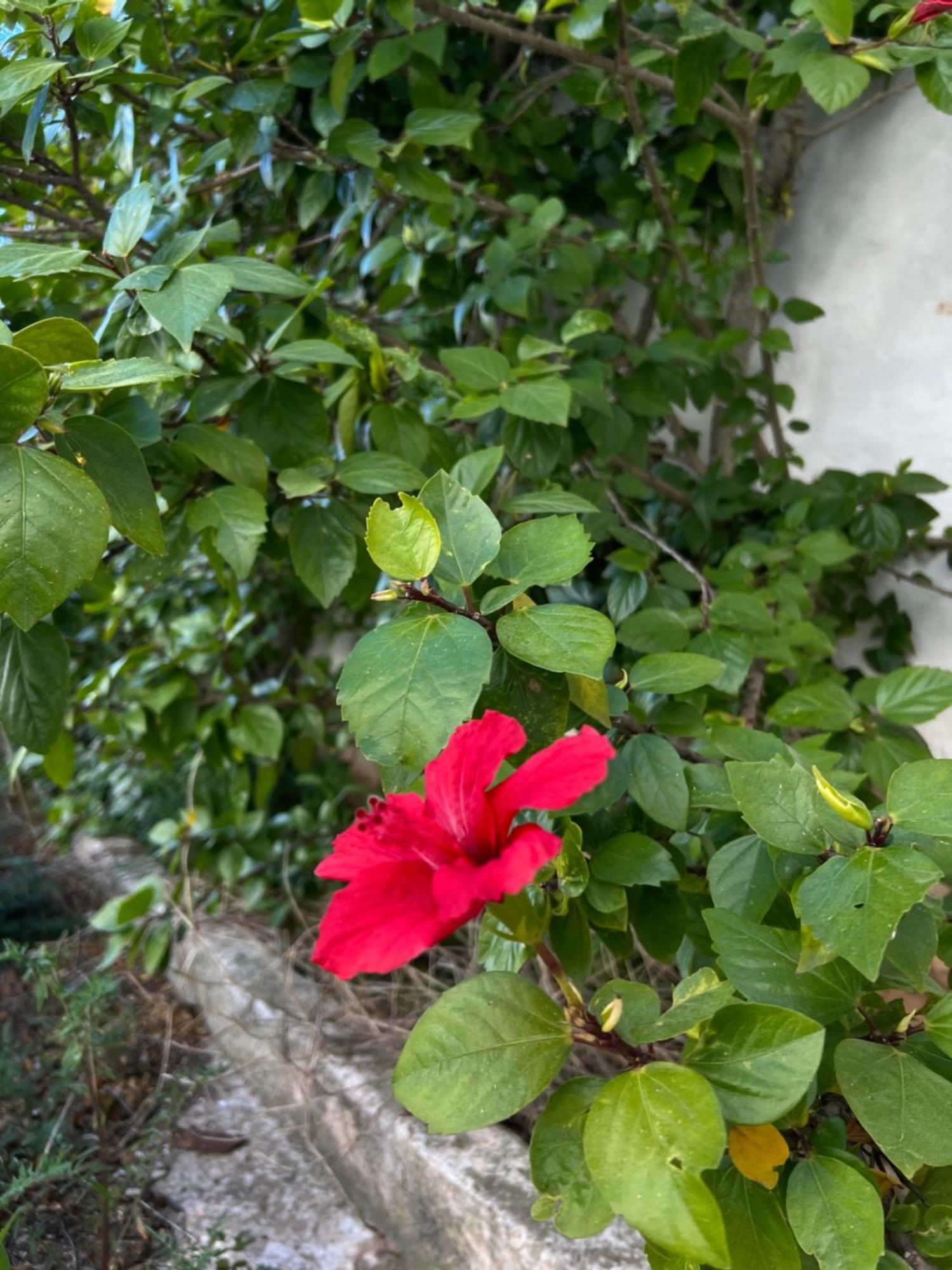 Mongofre Farm stay Mahon (Menorca)
