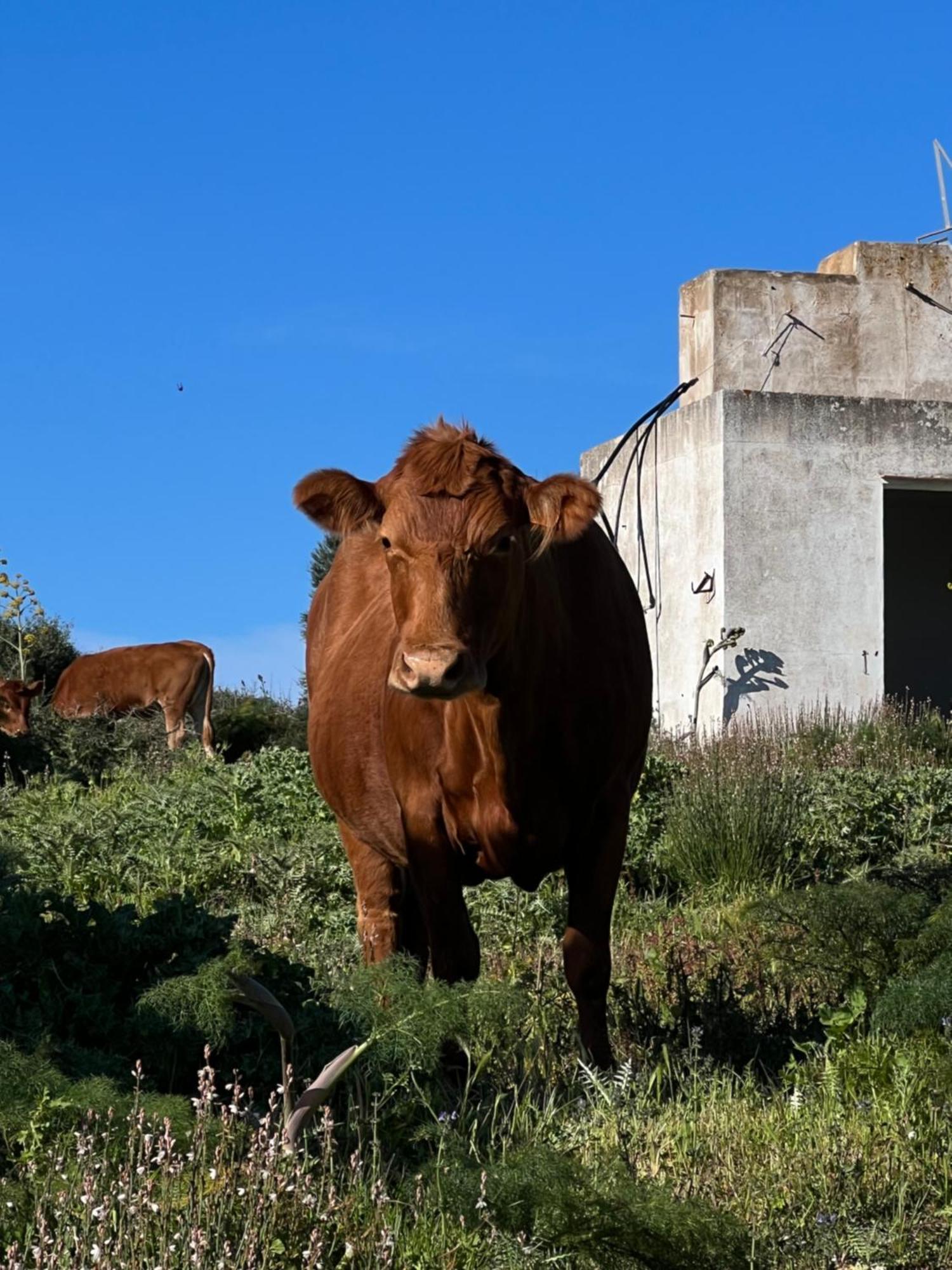 Farm stay Mongofre
