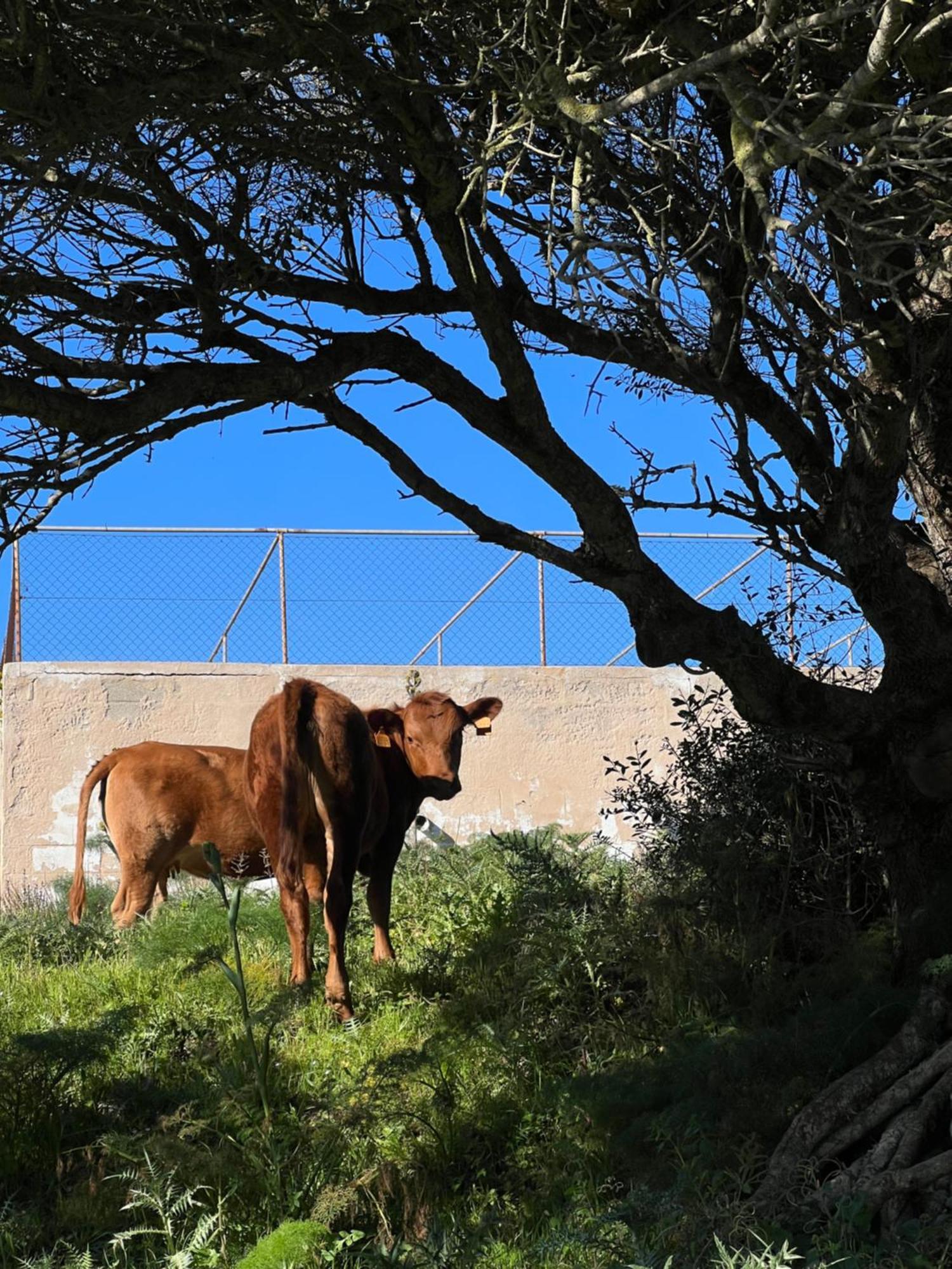Mongofre Farm stay