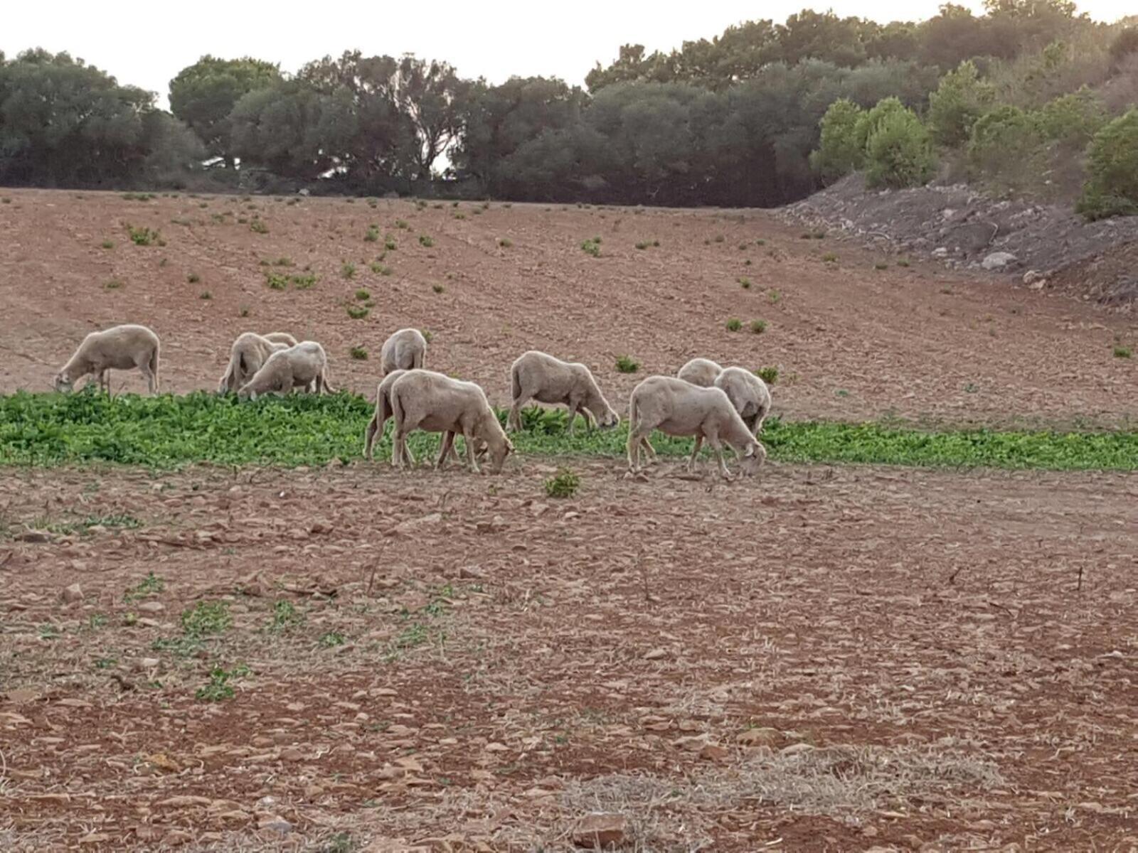 Santa Mariana Agroturismo Alaior