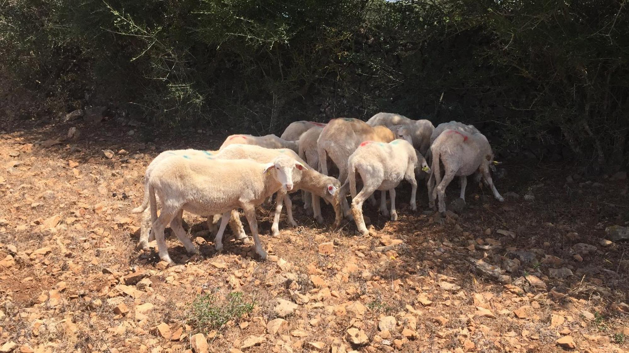 Santa Mariana Agroturismo Alaior