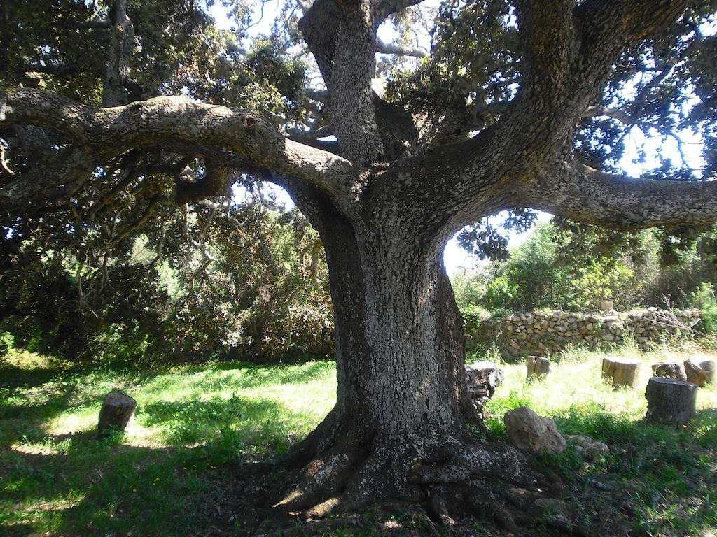 Farm stay Agroturismo Sa Torre Blanca