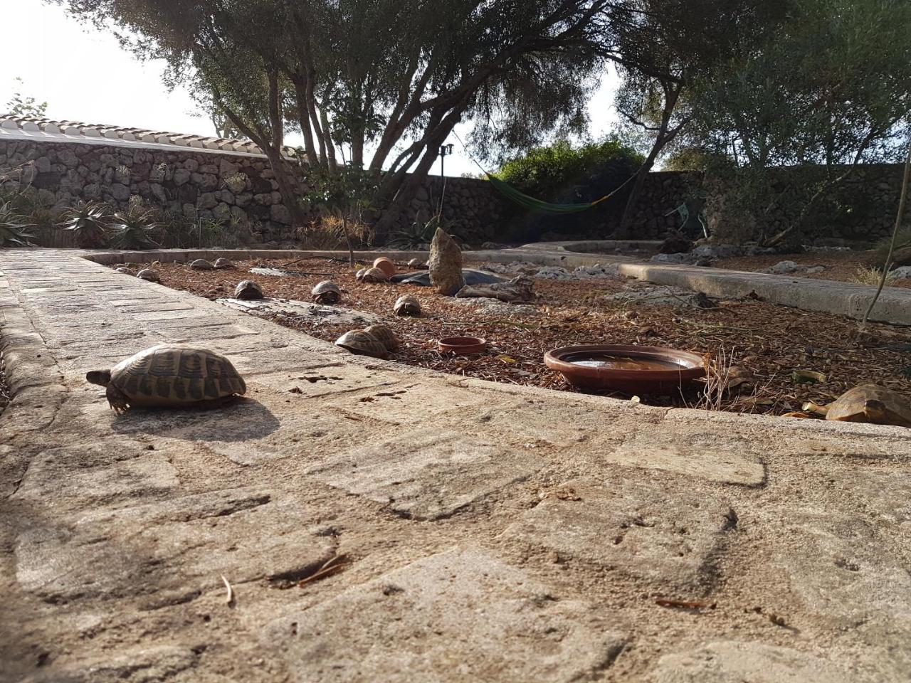 Biniati Des Pi * Sant Lluis