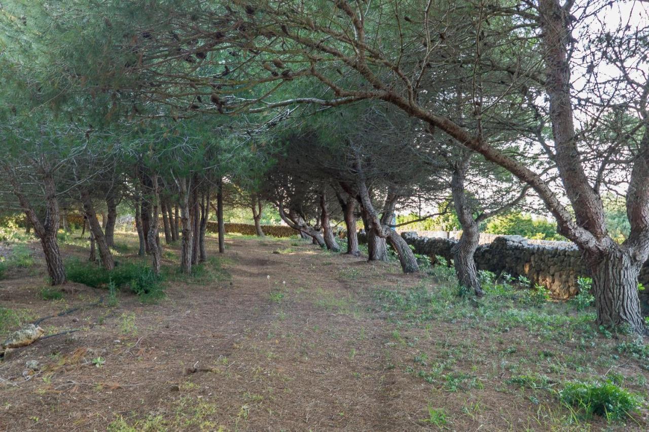 La Casa En El Pinar *