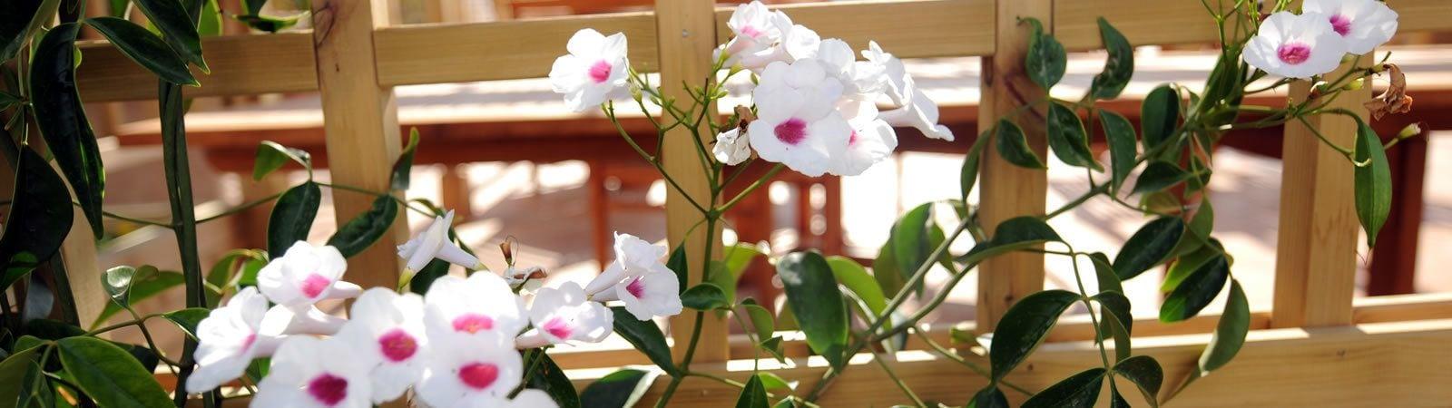 Son Granot Hotel Es Castell (Menorca)