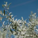 Agroturismo Ses Talaies