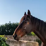 Agroturismo Son Juaneda