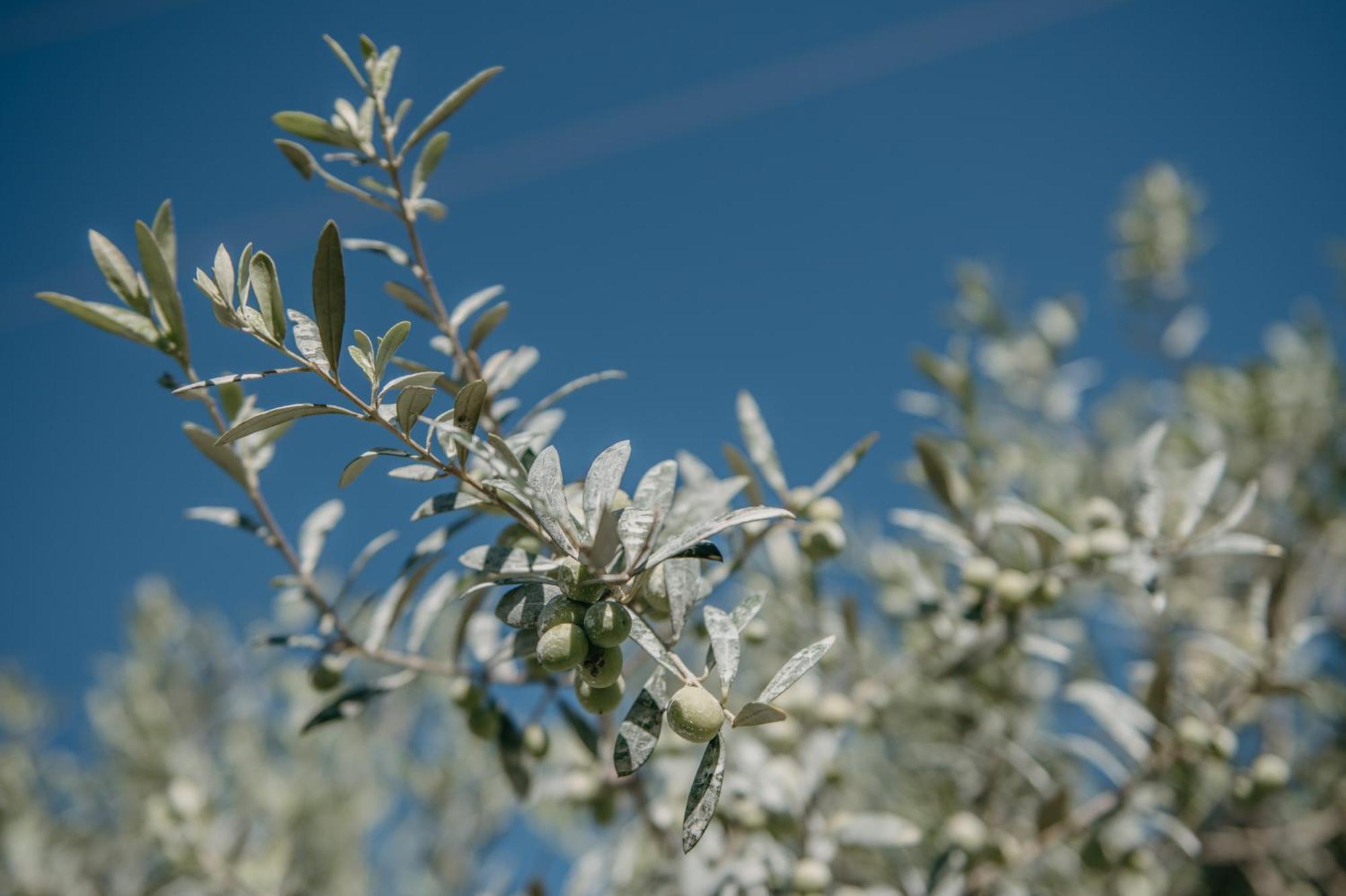 Ses Talaies Farm stay Ciutadella (Menorca)